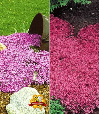 Produktbild von BALDUR Garten 6er Winterharte Bodendecker-Kollektion rosa und rot, Pflanzen im 9x9 cm-Topf, Phlox und Thymian, Polsterphlox und Polsterthymian, winterharte Stauden, trockenresistent, mehrjährig