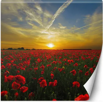 Produktbild von Vlies fototapete Mohnblumen auf einer Wiese 250x250 cm Feeby Bunt inkl. Kleber einfache Montage