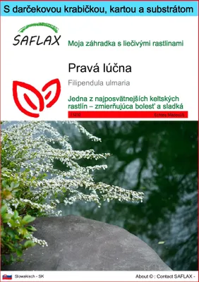 Obrázok produktu pre SAFLAX Darčeková sada - Pravá lúčna - Filipendula ulmaria - 500 Semená - S darčekovou krabičkou, prepravným štítkom, darčekovou kartou a pestovateľským médiom