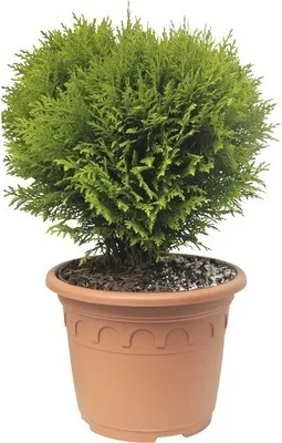 Obrázek produktu pro Túje/zerav západní koule FloraSelf Thuja occidentalis 'Danica' 30-40 cm květináč 8 l
