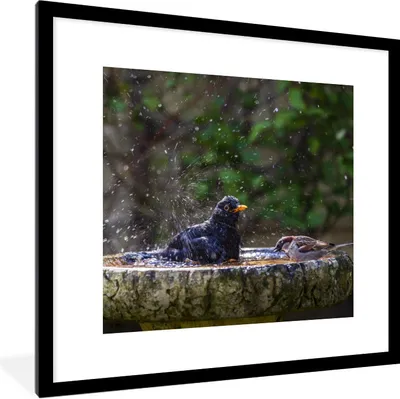 Produktbild von MuchoWow® Gerahmtes Poster Spatz - Vogeltränke - Wasser 40x40 cm - Poster mit Schwarzem Bilderrahmen Wandposter Rahmen Foto Bilder - Poster - Plakat im Rahmen