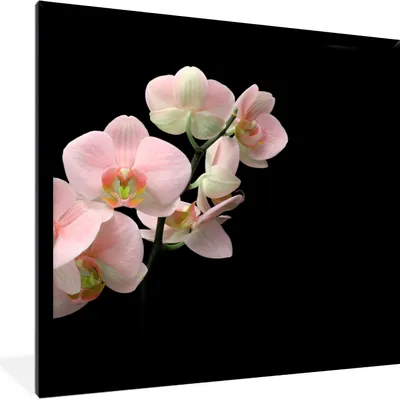 Produktbild von MuchoWow® Gerahmtes Poster Orchidee - Blumen - Rosa - Stilleben - Flora 40x40 cm - Poster mit Schwarzem Bilderrahmen Wandposter Rahmen Foto Bilder - Mit Rahmen - Wanddekoration Schlafzimmer