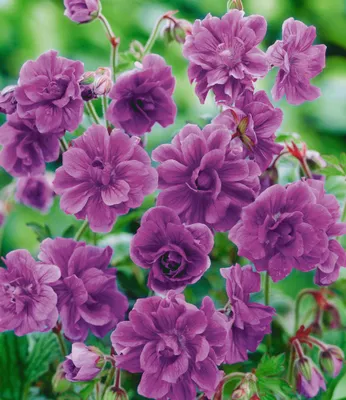 A close-up view of several purple double-petaled flowers with green foliage in the background.