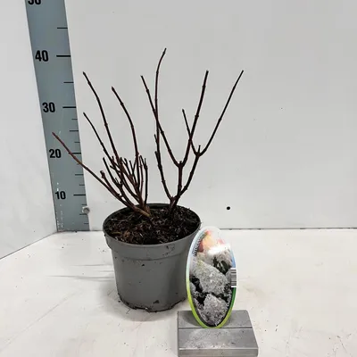 Produktbild von Hydrangea pan. ‘Silver Dollar’ - Hortensie | 30-40 cm im Topf