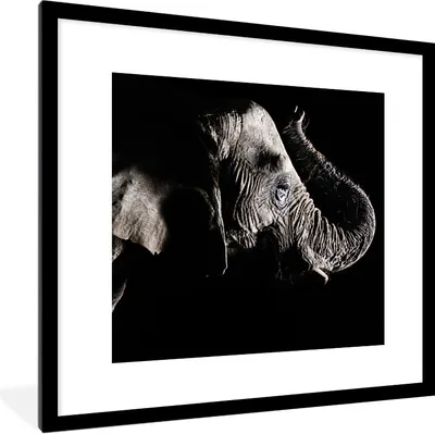 Produktbild von MuchoWow® Gerahmtes Poster Elefant mit erhobenem Rüssel auf schwarzem Hintergrund 40x40 cm - Poster mit Schwarzem Bilderrahmen Wandposter Rahmen Foto Bilder - Poster - Plakat im Rahmen