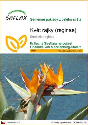 Obrázek produktu pro SAFLAX - květ rajky (reginae) - Strelitzia reginae - 5 Semena