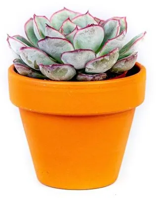 Obrázok produktu pre Gardners Echeveria mix, priemer 6 cm