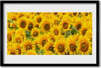 Produktbild von Bild 60x40 MDF-Rahmen Wandkunst Sunflower Pflanze Natur