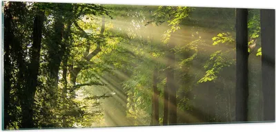 Produktbild von Bilder auf glas - Wald Baum Natur - 100x40cm - Glasbilder - Wandbilder - Kunstdruck - zum Aufhängen bereit - Wanddekoration aus Glas - Glas Bilder - Wandbild auf Glas - Einteilig - GAB100x40-3661