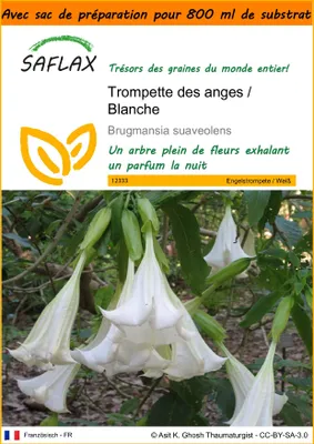 Image de SAFLAX Garden in the bag - Trompette des anges / Blanche - 10 graines - Brugmansia