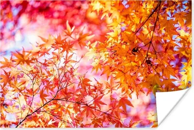 Produktbild von MuchoWow® Poster Japanischer Ahorn mit Herbstfarben 180x120 cm - Fotoplakat