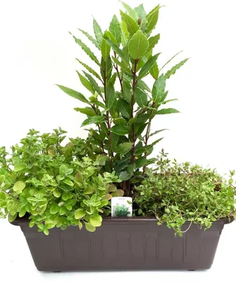 Produktbild von Enseleits Kräuterkasten Mediterran, (40cm in Grau)  incl.  je 1 Kräuter Pflanze  Lorbeer, Thymian  und Oregano