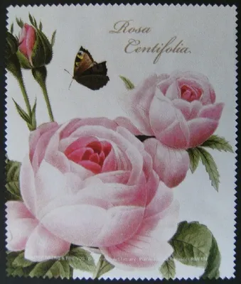 Produktbild von Reinigungstuch Brillenputztuch Rosen rosa Microfasertuch Brillenputztücher Tuch Blume