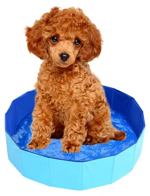 Produktbild von Faltbarer Hundepool, Schwimmbecken für Hunde, 50 x 10 cm