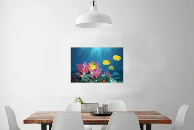 Produktbild von MuchoWow® Poster Fisch - Koralle - Licht 60x40 cm - Schlafzimmerdekoration