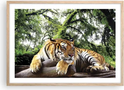 Produktbild von Gerahmtes Poster - Rahmen in heller Eiche - Tiger Dschungel Ruhe - 70x50 cm - Wand Bild - Wanddeko - Wandbilder - Wandposter - Bilderrahmen - Bilder - Kunstdruck - Wandbild - P2NAA70x50-4166