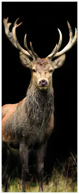 Produktbild von Wallario Premium Glasbild, freischwebende Optik, kräftige Farben, Größe 80 x 32 cm Motiv Stattlicher Rothirsch