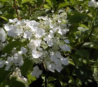 Produktbild von Rispenhortensie White Moth® - Hydrangea paniculata White Moth®