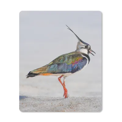Produktbild von MuchoWow® Mauspad Mousepad Vogel - Tiere - Sand - Kiebitz 19x23 cm - Mousepads - Maus Mat - Pad - Mausunterlage - Mauspads - Spielen