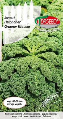 Produktbild von Saatgut von Halbhoher Grüner Krauser 1g Grünkohl - Torseed