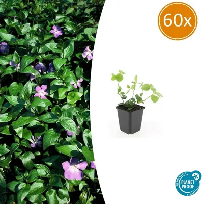 Produktbild von Bodendecker - Großblättriges Immergrün - Vinca major - 9cm Topf - Set mit 60 Pflanzen