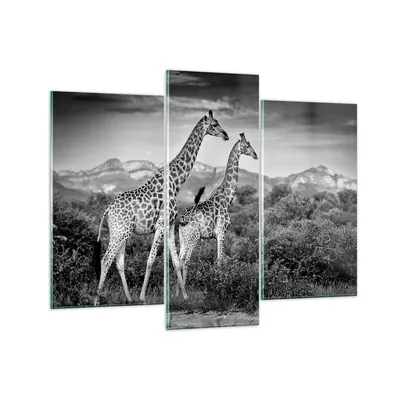 Produktbild von Bilder auf glas - 3 Teile - Giraffen Schwarzweiß Fotografie - 130x100cm - Glasbilder - Wandbilder - Bilder - Wanddekoration aus Glas - Glas Bilder - Wandbild auf Glas - GCB130x100-4441