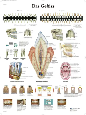 Anatomisches Leerbord - Das Gebiss, 50x67 cm, Poster