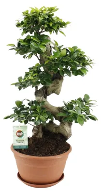Immagine prodotto di Ficus microcarpa Ginseng - 60-70cm - Ø27cm - Pianta d'appartamento - Sempreverde