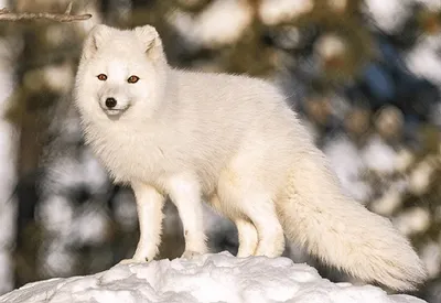 Produktbild von 3 D Ansichtskarte Polarfuchs, Postkarte Wackelkarte Hologrammkarte Tiere Polarfüchse
