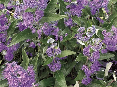 Produktbild von Caryopteris clandonensis 'Dark Knight', Bartblume, blau, 40–60 cm