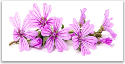 Produktbild von Küchenrückwand aus Glas 140x70cm Spritzschutz Blumen Pflanzen