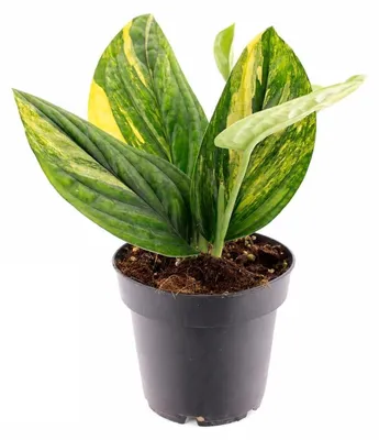 Productafbeelding van Epipremnum pinnatum variegata Marble Planet Kamerplant 12cm