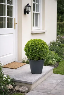 Immagine prodotto di Sfera di bosso Ø 22–25 cm – Buxus sempervirens sempervirens – sfera da giardino sempreverde, bosso potato per giardino, terrazza e balcone