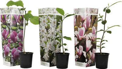 Three potted magnolia plants with decorative packaging.