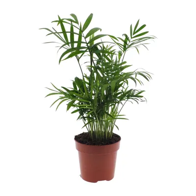 Produktbild von Chamaedorea Elegans