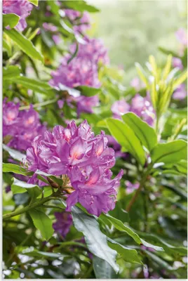 Produktbild von ARTland Wandbild Alu für Innen & Outdoor Pink Rhododendren Größe: 80x120 cm