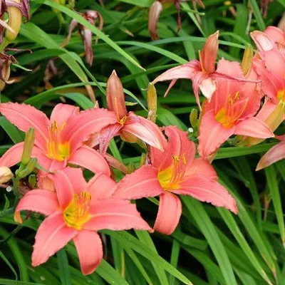 Productafbeelding van Hemerocallis 'Pink Damask' – Dagelijlie, 5 kale planten