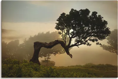 Produktbild von ARTland Leinwandbild Lorbeerbaum Größe: 90x60 cm