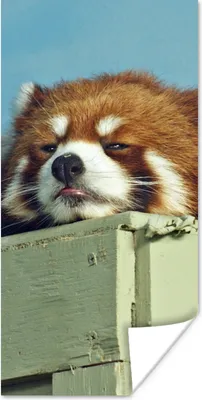 Produktbild von MuchoWow® Poster Panda - Holz - Rot 20x40 cm - Plakat - Foto