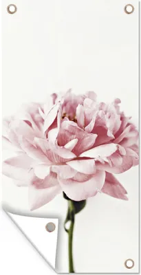 Produktbild von MuchoWow® 30x60 cm Outdoor-Poster Gartendeko Sichtschutz Garten Poster für den Garten  Nahaufnahme einer rosa Pfingstrose