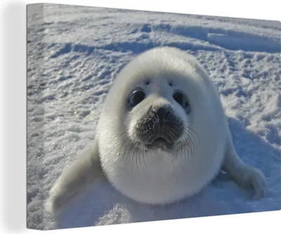 Produktbild von OneMillionCanvasses® - Leinwandbilder - 140x90 cm, Babyrobbe im Schnee, Wandbilder Kunstdruck Wanddekoration - Foto auf Leinwand - Gemälde auf Holzrahmen