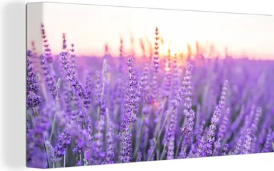 Produktbild von OneMillionCanvasses® - Leinwandbilder - Bild auf Leinwand Wandbild Leinwandbild Lavendel - Nahaufnahme - Lila - Blumen, 80x40 cm, Kunstdruck Wandkunst Gemälde auf Holzrahmen - Bilder auf Leinwand