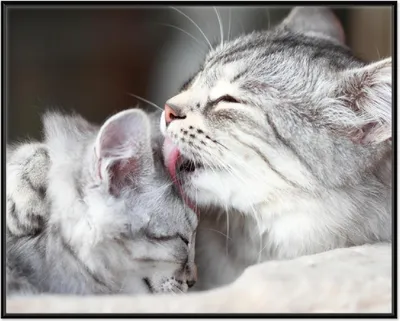 Produktbild von Wallario Wandbild Süße kleine getigerte Katzenbabys, Größe: 40,30 x 50,30 cm, Poster mit schwarzem Aluminiumrahmen