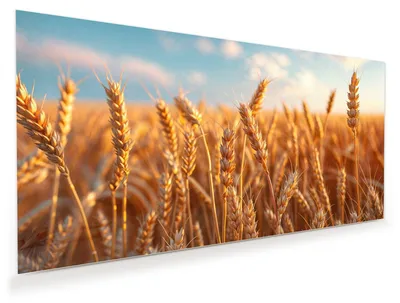 Produktbild von Glasbild 120x60cm in XXL für Wohnzimmer, Schlafzimmer Motiv Weizenfeld Sonnenuntergang