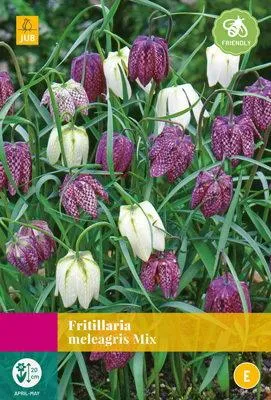 Productafbeelding van Fritillaria meleagris Mix JUB, 30 bloembollen