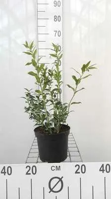Produktbild von Sarcococca ruscifolia - Schleimbeere 20- 25 cm - Container