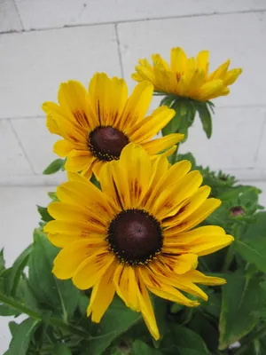 Produktbild von Rudbeckia - Sunbeckia Giggling Smiley - Sonnenhut Giggling Smiley