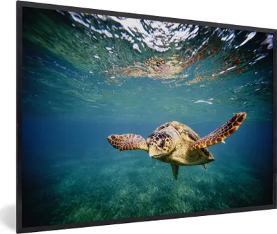 Produktbild von MuchoWow® MuchoWow® Gerahmtes Poster Schildkröte - Wasser - Blau 30x20 cm - Poster mit zchwarzem Bilderrahmen - Kunstdruck - Bild-Poster