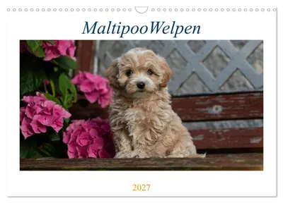 Produktbild von Maltipoo Welpen (Wandkalender 2027 DIN A3 quer), CALVENDO Monatskalender