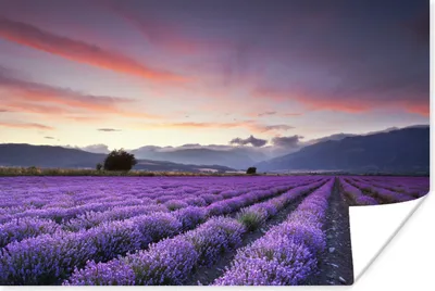 Produktbild von MuchoWow® Poster Sonnenuntergang über Lavendel 120x80 cm - Bilder